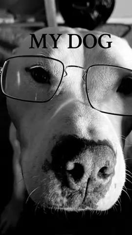 #mydog#animallovers #sacramento #fyp 