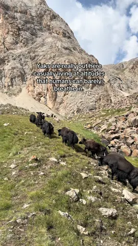 And so cute🥹 Yaks typically live between 10,000-19,000 feet (3,000-6,000m) or even HIGHER which is honestly wild. #kyrgyzstantravel #treklife 