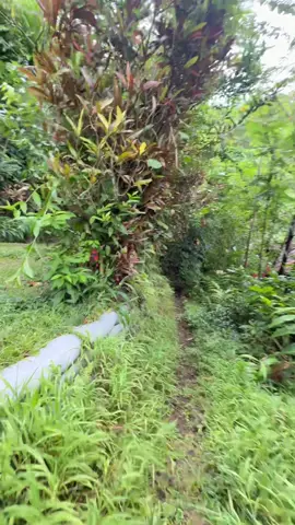 What it’s like delivering on my route in the mountains as an Amazon driver 😊please fast forward to get me there faster! 😂 A lot of elderly live up here, and their main walkway to get to their home still blows my mind each time! I have slipped a few times delivering at this location but as long as it’s me and not grams and pops who live there, I’m okay! 😊 #oahu #delivery #deliverydriver #hawaii 