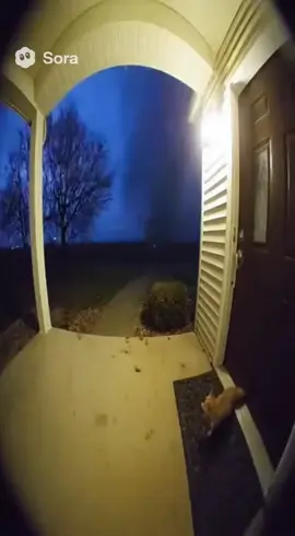 guys... #fennecfox #cute #tornado #fyp #viral 