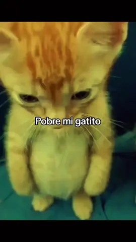 Hay mi gatito miau miau 💞#haymigatitomiaumiau😘 #fuk #gatos #phonk #paratii 