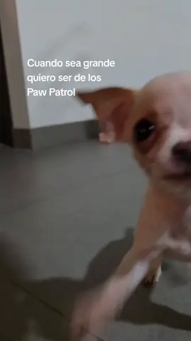 te fallé jefe