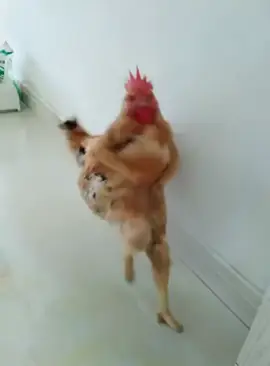 Động vâht đáng yêu #xuhuong #pet #animals #cute #funnyvideos 