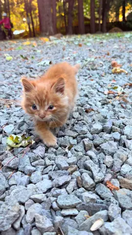 Still improving ! #fosterkittens #specialneeds #specialneedscat #cerebellarhypoplasia #update 