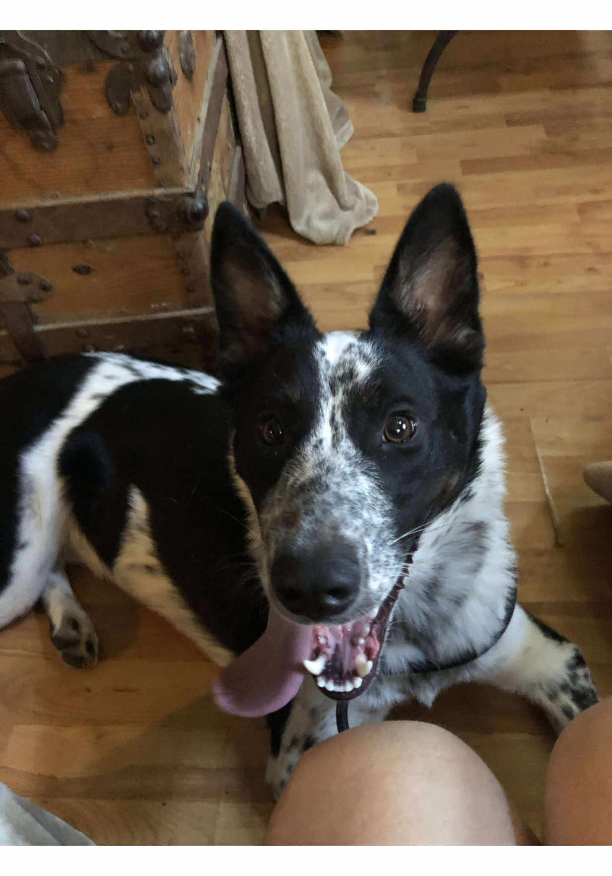 This amazing boy Bandit just made it off the euth list! Ewenity rescue has pulled him and he will be traveling to Florida!!! Please go to Ewenity farms website to apply for him. #rescuedog #heelersoftiktok #heelerrescue  #floridadogrescue 