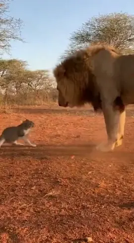 cat vs lion 🦁 😺 #cat #lion #fight #viral #sora2 