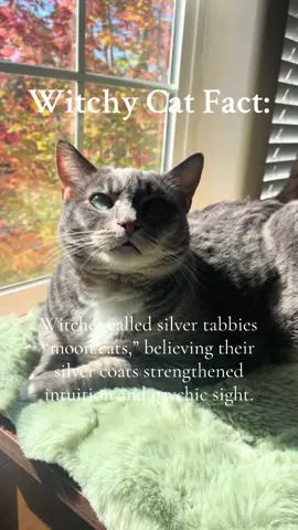 Silver tabbies were once called moon cats, their shimmering coats believed to hold lunar magic and protect their homes from dark spirits. Folklore says they can see what humans can’t, moving easily between light and shadow.  Some witches claimed that when the moon touched a cat’s fur, it left behind a mark of intuition, a gift of sight beyond the veil.  Tell me… does your silver tabby act a little different when the moon is full? 🌕 #witchycatfacts #witchcat #silvertabby #witchycatmom #mooncat 