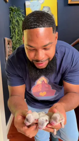 The Blue Merle’s have arrived  💜🩵🩷  #pomeranian #puppies #newborn #bluemerle #dogs 