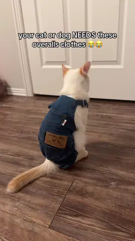 #catclothes #catsoftiktok #overalls 