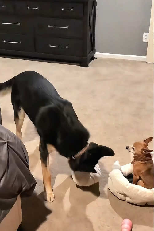 Two funny dogs🤣🤣#dog #funnydog #happy #foryoupage #dogs 