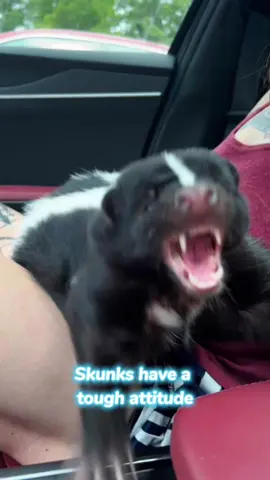 Skunks have a tough attitude.#skunk #skunks #funnyanimals #funnypets 