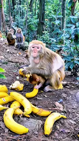 #tiktok #monkey ##foryou 