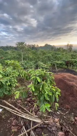 #fyp #foryoupage #semendo_muara_enim #storytime #masukberanda 