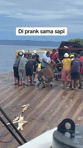 Sapinya ngk mau berdiri, di atas mobil baru berdiri.  #fypage 