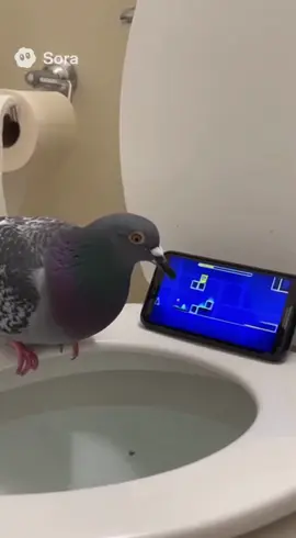 Pigeon #geometrydash #gd #sora #fyp 