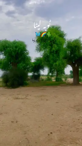 #foryou #tayyab_cholistani_wanjor_ala🌵🛖 #foryoupage❤️❤️ #روہی_چولستان 