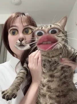 He was not happy about the face swap 🐱 #cat #funnycat #cats #funnyvideos #fyp 