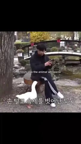 Hoshi the animal whispere😆🐯🐹  #seventeen #seventeen17_official #carat #hoshi #fyp 