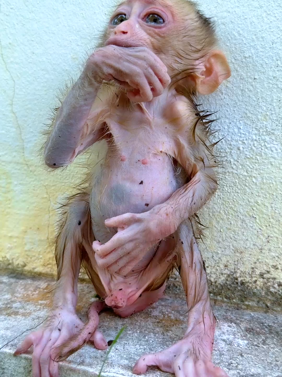 #sadmonkey😢 #babymonkey🐒❤️ #cutebabymonkey🐒😫♥️ #fypシ゚viral