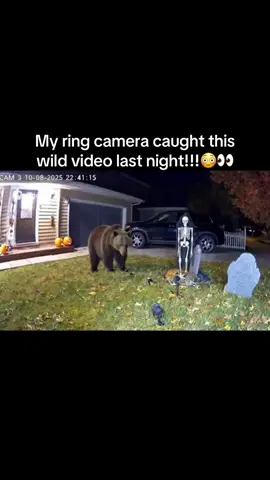 My ring camera caught this wild video of this bear and raccoon in my yard last night!!!😳👀 #ringdoorbell #bear #raccon #fyp #viral 
