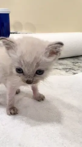 #Lint gave you a #blep ❤️ he’s feeling better already with one day of treatment on the books #rescuekitten #Lintthekitten #tinykitty 