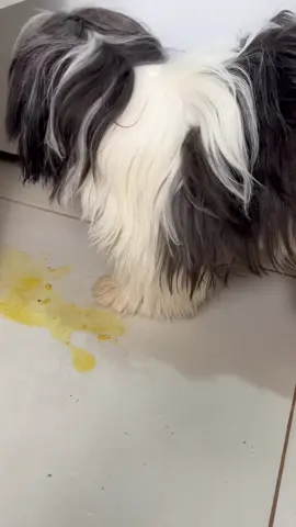 A method that’s going viral among pet owners: apply it once and say goodbye to pee in the wrong place! #tips #LifeHack #pet #pee #fyp 