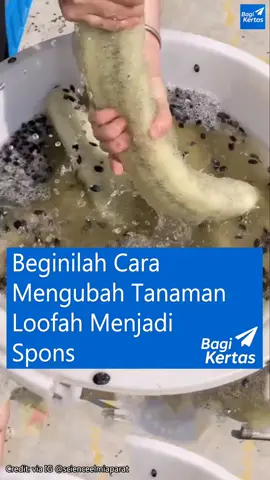 Siapa sangka, spons mandi alami yang sering kita gunakan di kamar mandi ternyata berasal dari tanaman sejenis labu bernama Luffa aegyptiaca — atau yang juga dikenal dengan nama loofah. Awalnya, buah ini tampak seperti oyong atau gambas dan bisa dimasak saat masih muda. Namun, rahasia uniknya terletak pada saat buah ini dibiarkan matang dan mengering di pohonnya. #Loofah #LuffaAegyptiaca #SponsAlami #ZeroWaste #EcoFriendly 