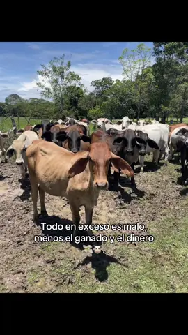 #ganado #💸💸💸 #agropecuaria 