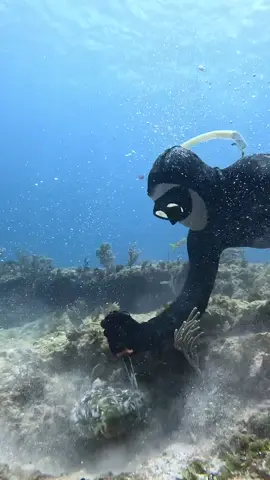 Expert Level Underwater Fishing#fish #sishui #varil #foryou #fyp 