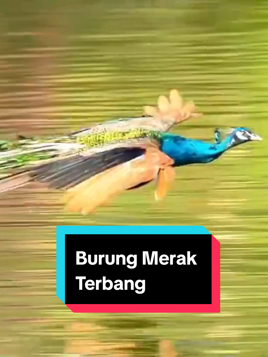 Burung merak bisa terbang, namun tidak bisa menempuh jarak jauh atau terbang tinggi karena tubuhnya yang berat dan ekor yang panjang. Merak terbang hanya untuk jarak pendek, seperti menghindari predator atau mencapai dahan pohon untuk tidur. Mereka biasanya terbang dari ketinggian tertentu untuk mencapai tempat yang aman di malam hari atau untuk melarikan diri dari bahaya. #merak #burungmerak #peacock #flyingbird #beautifulbird 
