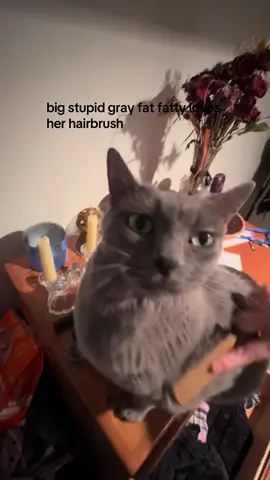 nermal has been sneaking her brother, wacko’s, food 😞 she is getting too plump. so hairbrush time is a must