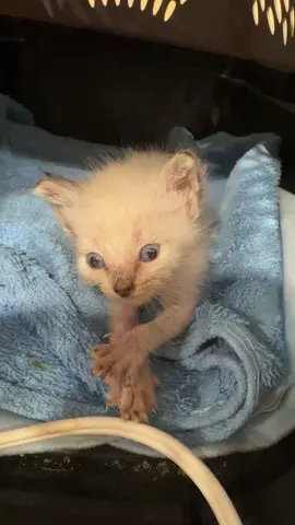 Oh no! the brain cell whizzed right by 😂 #Lintthekitten #rescue #kitty #microkitten #impossiblysmall 