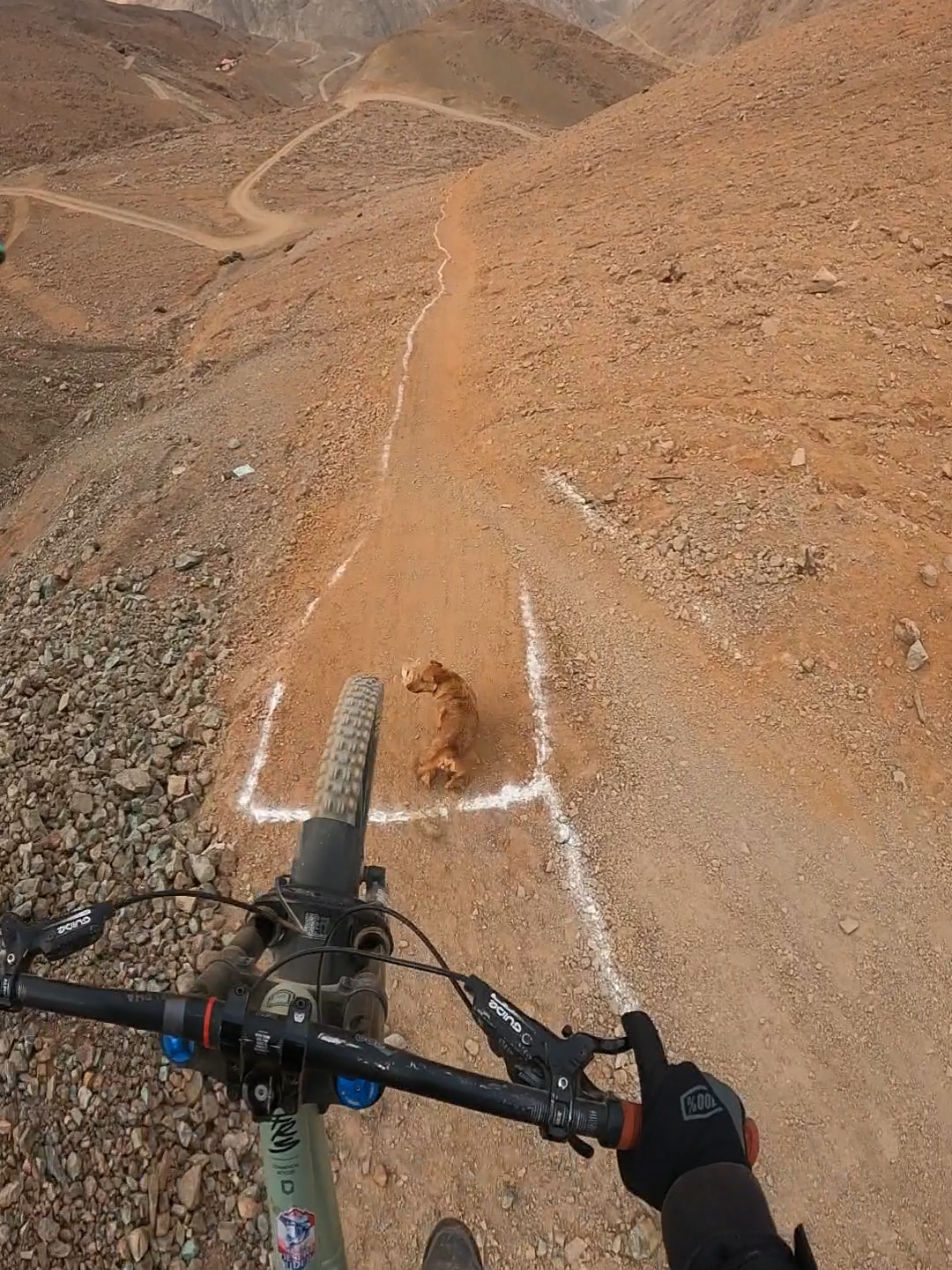 como cuando vas al cerro y se cruza un perro endurero PD. El perrito esta bien ❤️🐕 #tocopilla #mtblife #mountainbiking #gopro #fail 