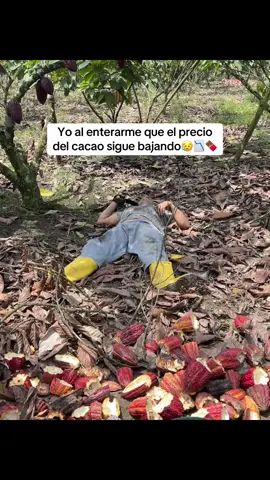 Esos aguinaldos van a estar medio flojos😥 #cacao #cacaofruit #agriculture #eloro 