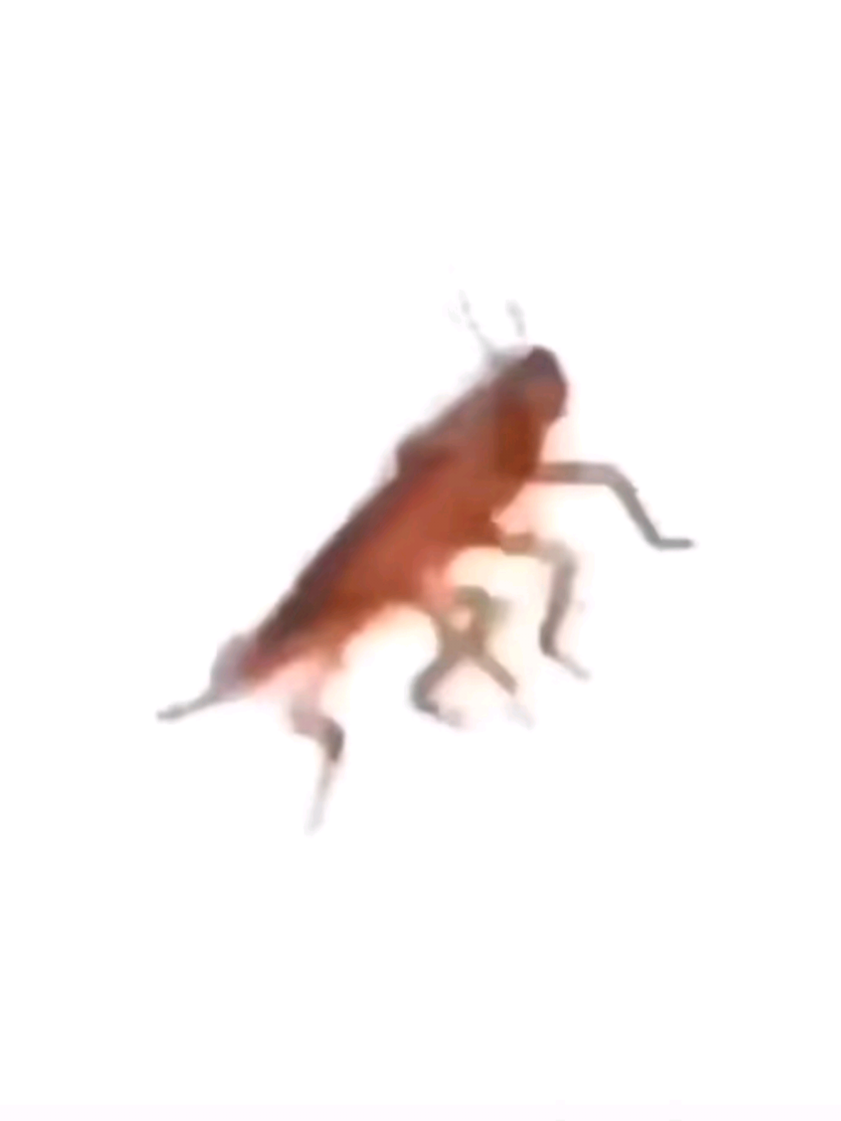 Roach Cucaracha  . . . . . . . . . . . . . . . . #roach #roachdance #Meme #cucaracha #cucarachabaile 