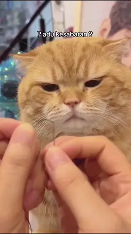 #cat #fyp #pet
