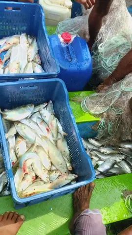 ইলিশ মাছ খাইতে চাইলে চলে আসেন শরিয়তপুরে❤️❤️❤️❤️MH❤️❤️❤️❤️