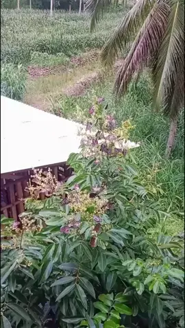 #butterfly #fyp 