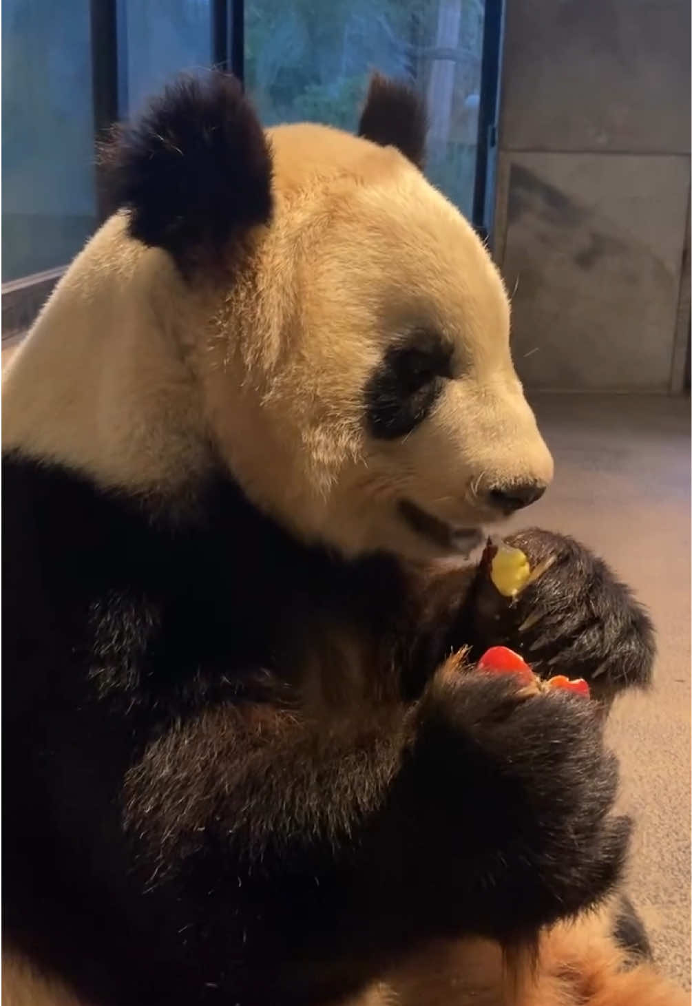 cr.thegoodbearsandme #panda #giantpanda #maosunpanda 