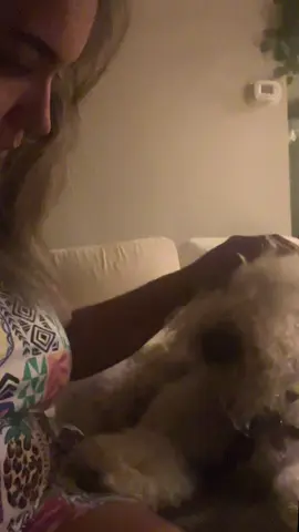 Wheaten Terrier bed time. #weatenterrier #weatherreport #dogsoftiktok #doggo 