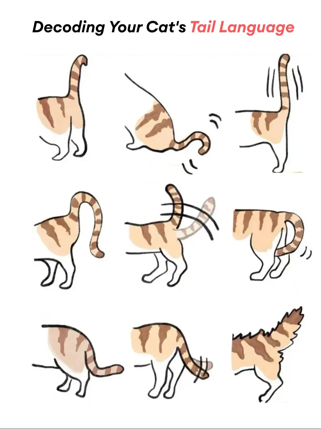 Your cat is talking to you with its tail! Learn these 9 tail signs to understand your feline friend better. Which one does your cat do most? 😻 #CatsOfTikTok #CatFacts #PetTips #CatBehavior #catlovers 