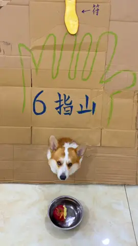 你我無緣，我只能幫到這了 #狗狗 #柯基 #抖音爸爸別限我流 #上推薦通知我 