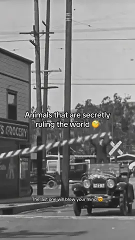 Did the last one blow your mind? #historytok #HistoryTime #USHistory #fyp #animal 