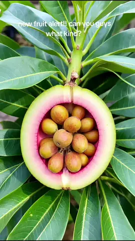 fruit