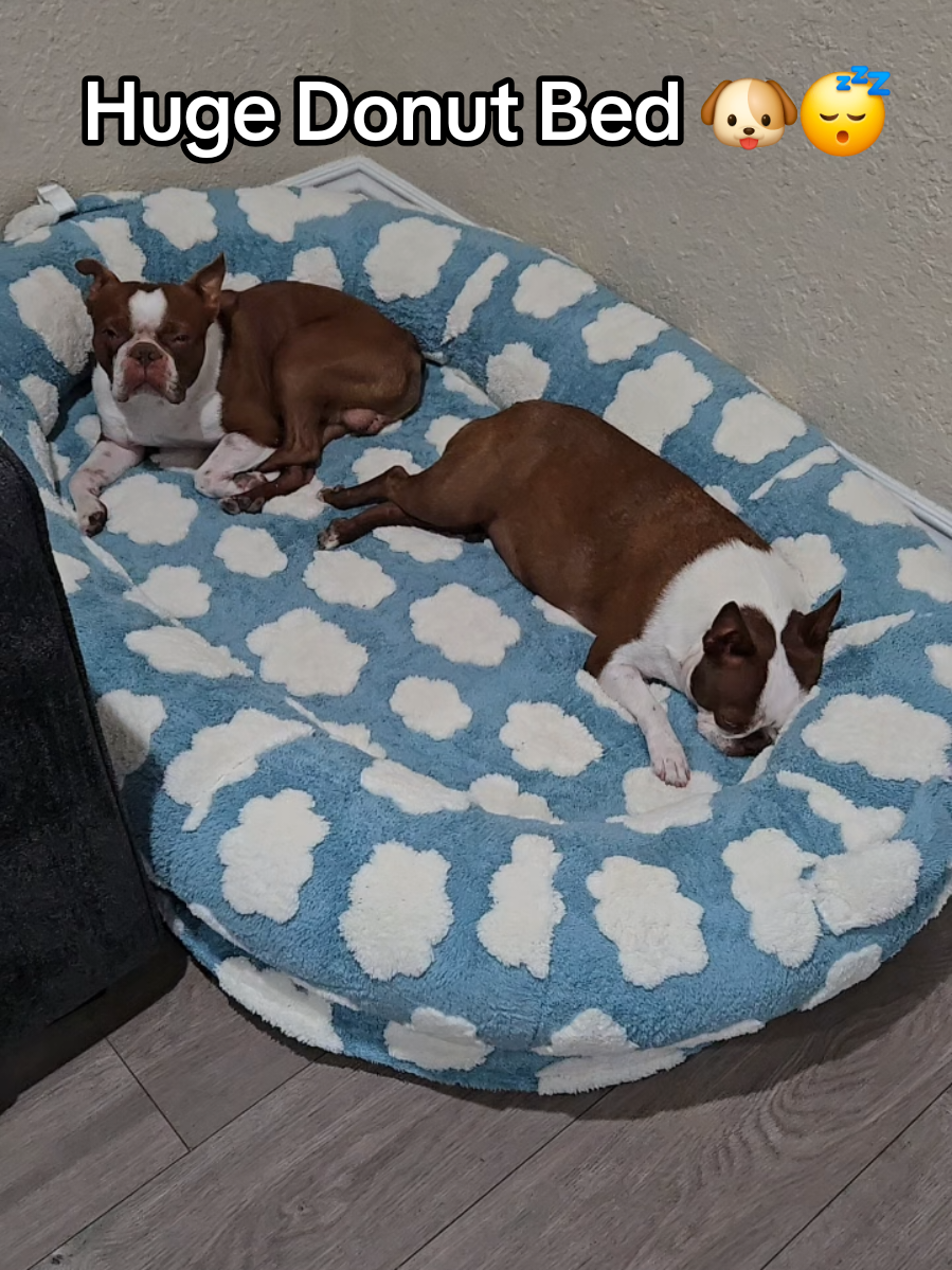 Lesure definitely has some GOOD dog beds! 😴 #dogbed #petbed #dogsoftiktok #tiktokmademebuyit #lesurepet 