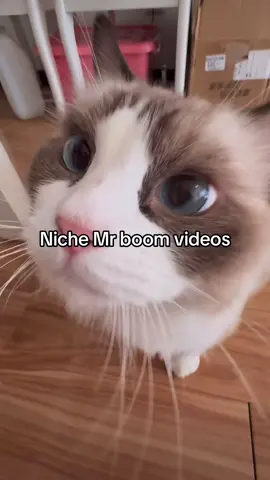#mrboom #cat #niche #rednote #kitty 
