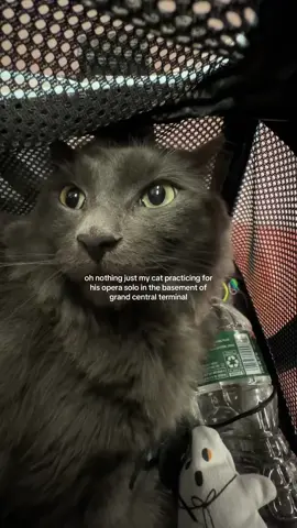 almost took a 7am commuter train and am so glad we didn’t  #travelingwithacat #grandcentral #nyc #catsofnyc #catmeowing 