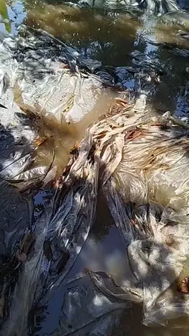 sầu riêng đang chạy trái mà bể bờ bao ao cá rồi mưa nữa. năm nay nước dữ vậy 😭