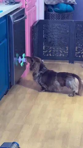 How to entertain a dachshund: buy them cat toys #dachshund #fypシ #puppy #dachshundsoftiktok #dachshundpuppy 