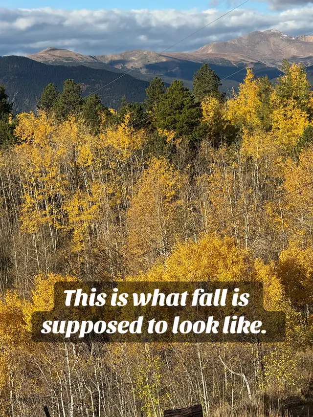 This is what fall is supposed to look like. #colorado #fall 